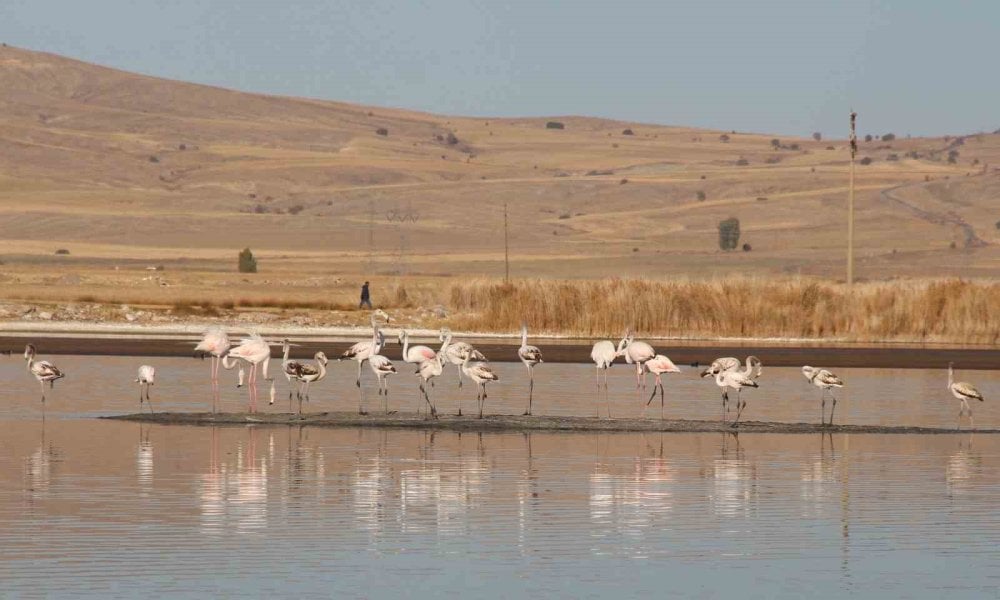 Ulaş Gölü’nde flamingo sürprizi, kuraklıkla boğuşan göl renklendi