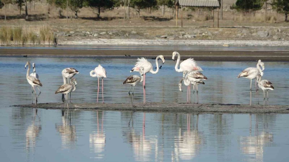 Ulaş Gölü’nde flamingo sürprizi, kuraklıkla boğuşan göl renklendi