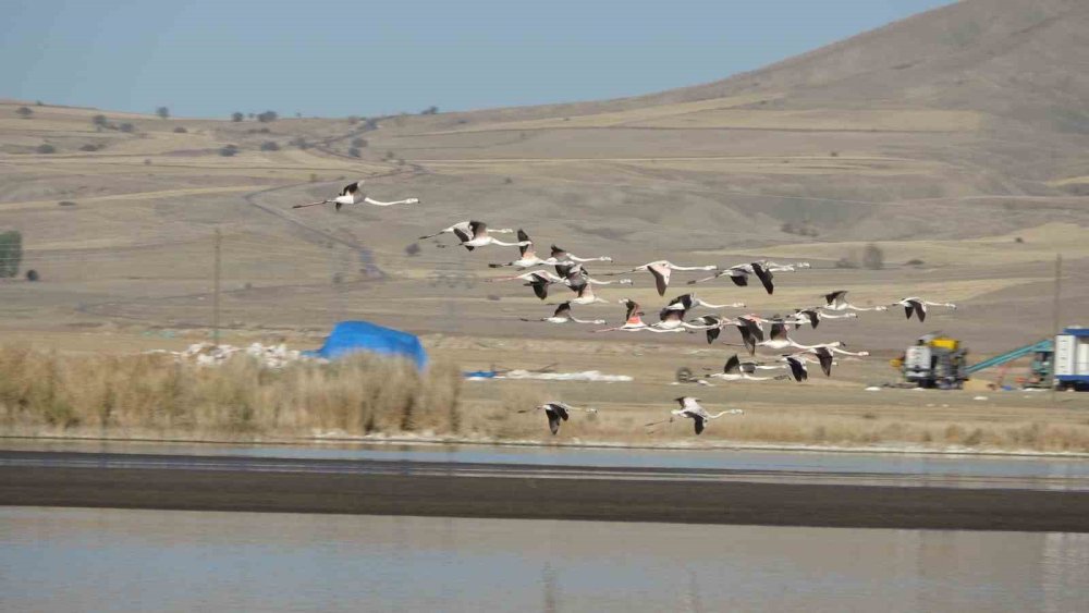 Ulaş Gölü’nde flamingo sürprizi, kuraklıkla boğuşan göl renklendi