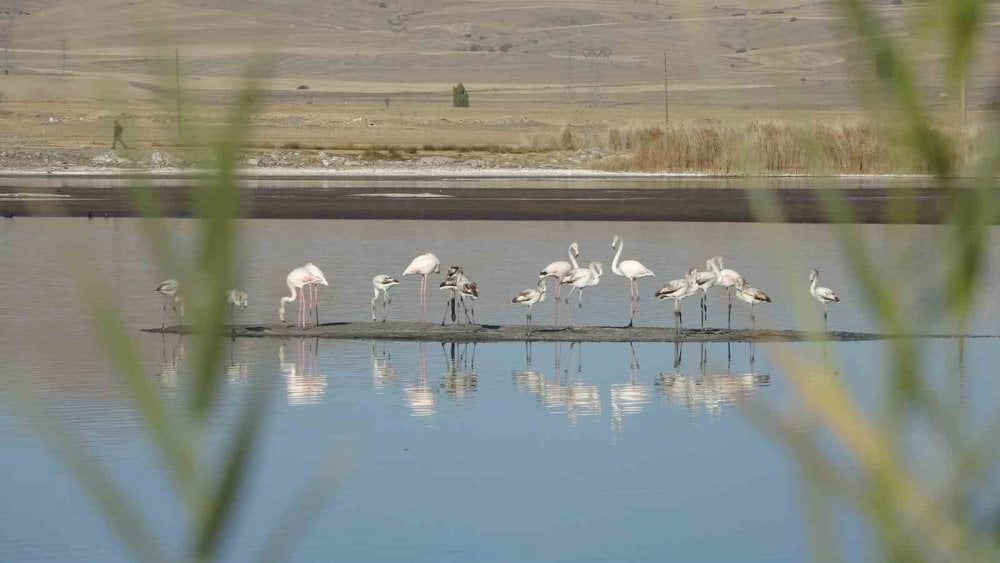 Ulaş Gölü’nde flamingo sürprizi, kuraklıkla boğuşan göl renklendi