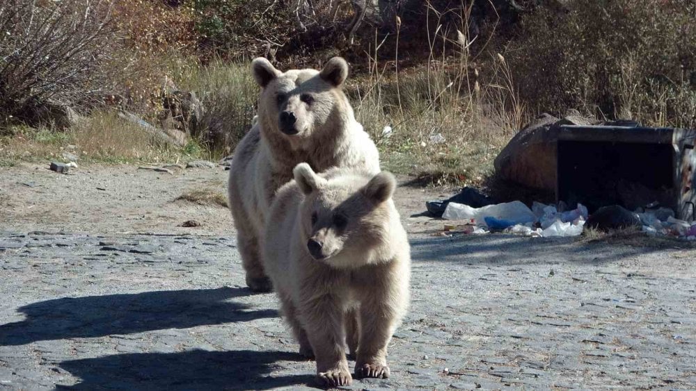 Nemrut Kalderası kış sezonu boyunca ziyarete kapatıldı