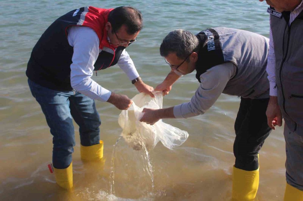 Siirt’te baraj göllerine 2 milyon balık yavrusu salındı