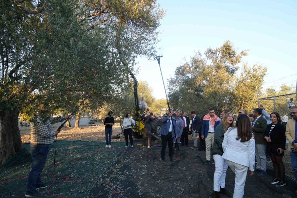 Bin yıllık zeytin ağacından hasat yapıldı