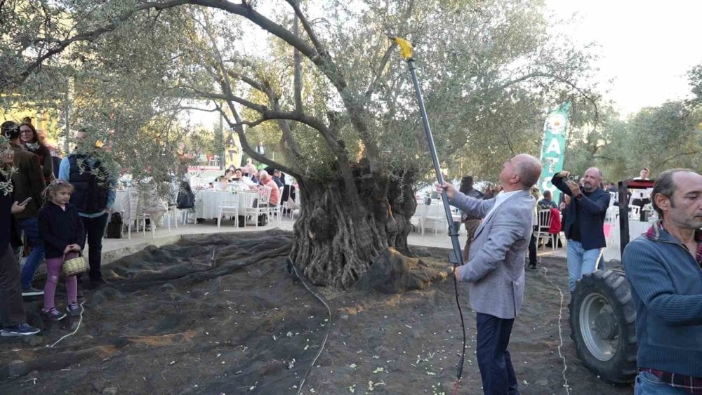 Bin yıllık zeytin ağacından hasat yapıldı