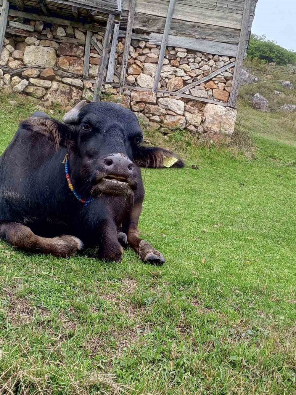 Giresun’a manda yetiştiriciliği için dev destek