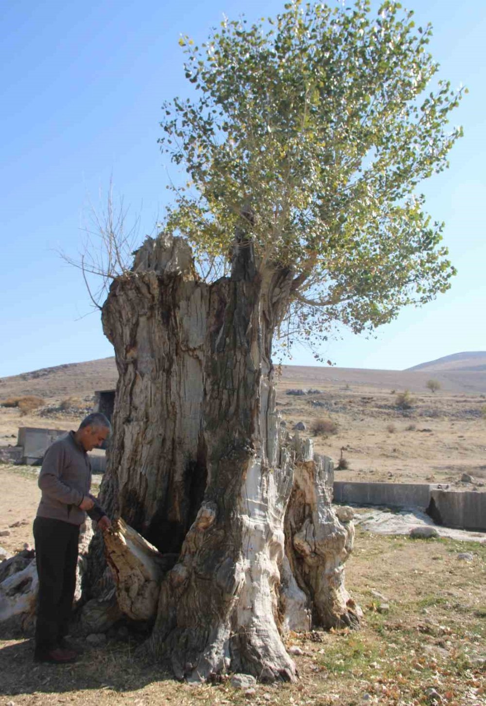 Yıllara meydan okuyor: 250 yıllık