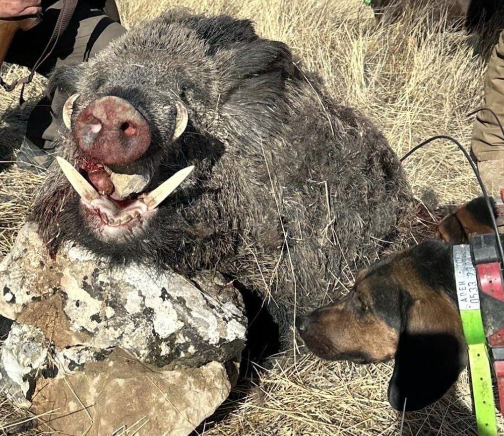 Avcılar'ın yakaladığı 300 kiloluk domuz hayrete düşürdü