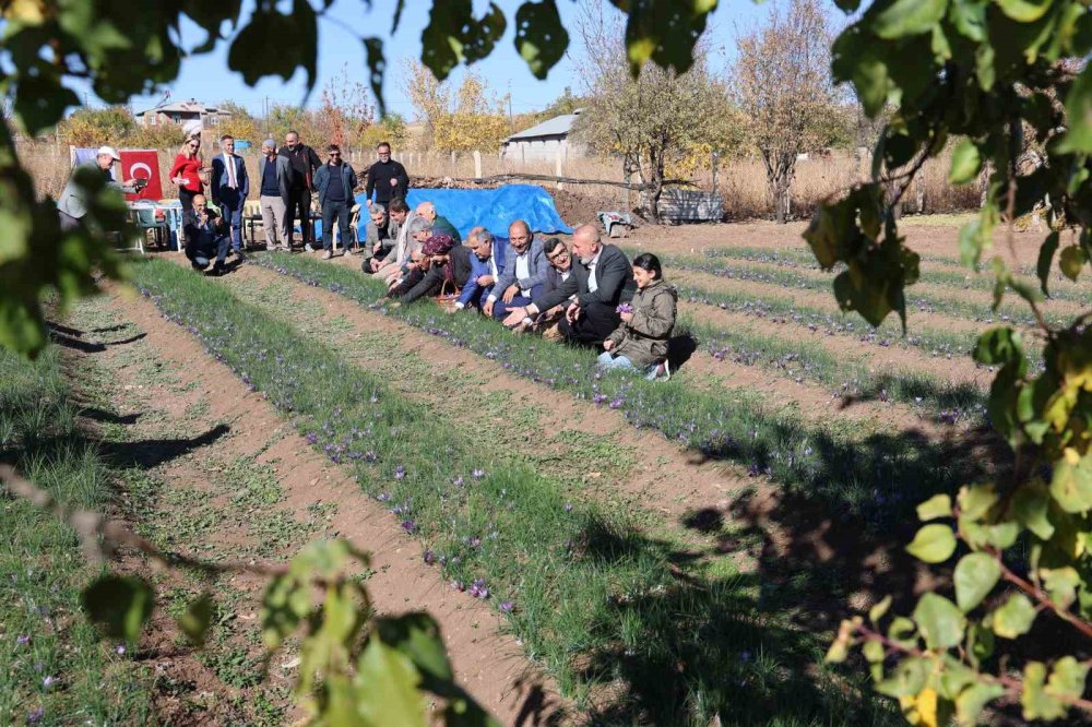 Dünyanın en pahalı bitkisinde hasat erken başladı