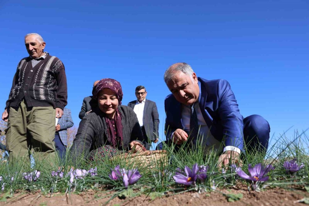 Dünyanın en pahalı bitkisinde hasat erken başladı