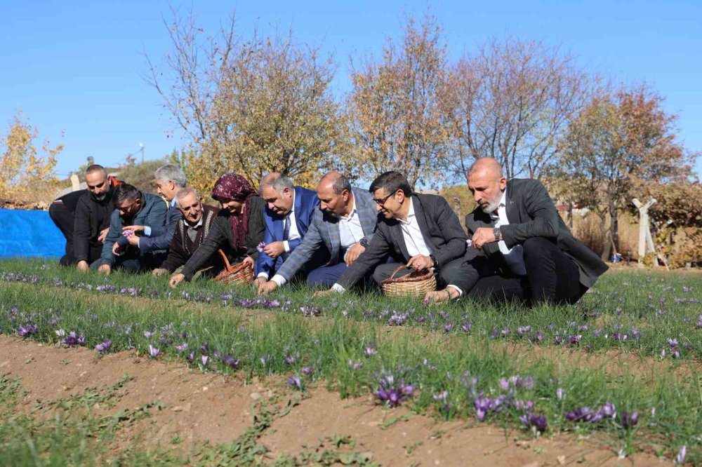 Dünyanın en pahalı bitkisinde hasat erken başladı