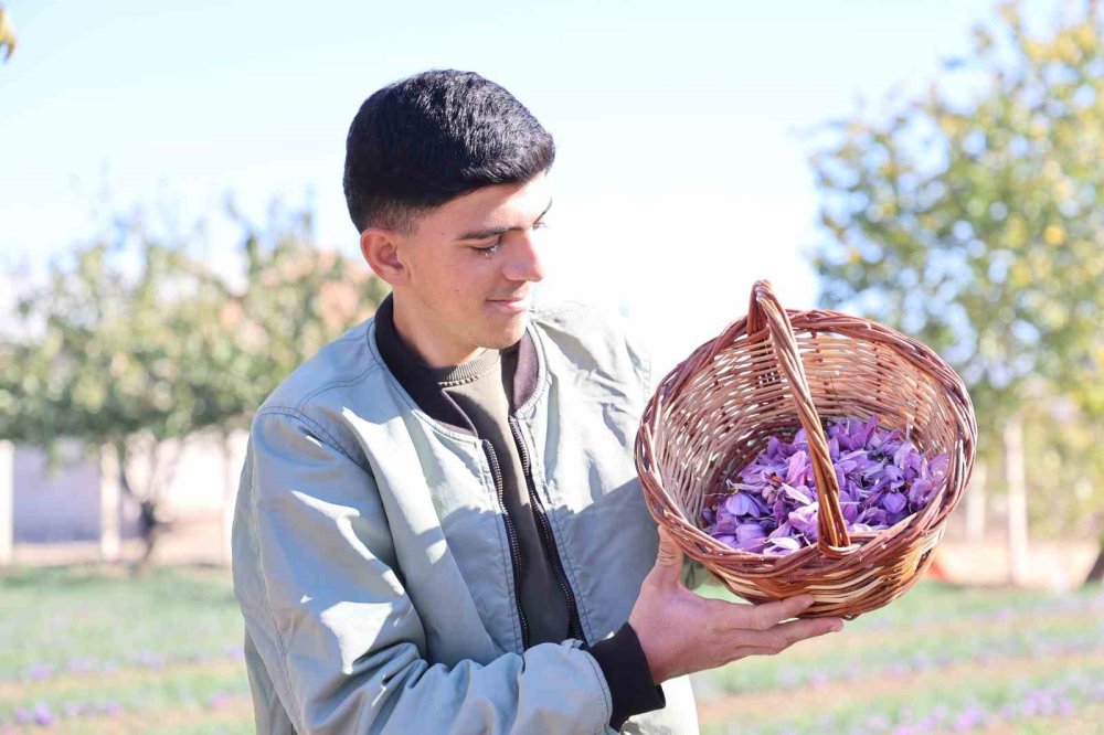 Dünyanın en pahalı bitkisinde hasat erken başladı