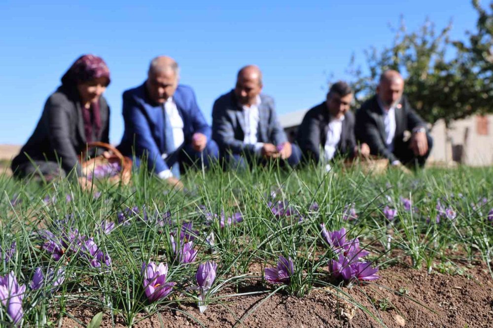 Dünyanın en pahalı bitkisinde hasat erken başladı