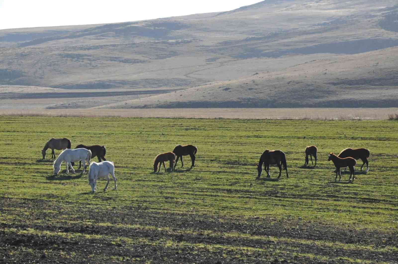 kayseri-at1.jpg