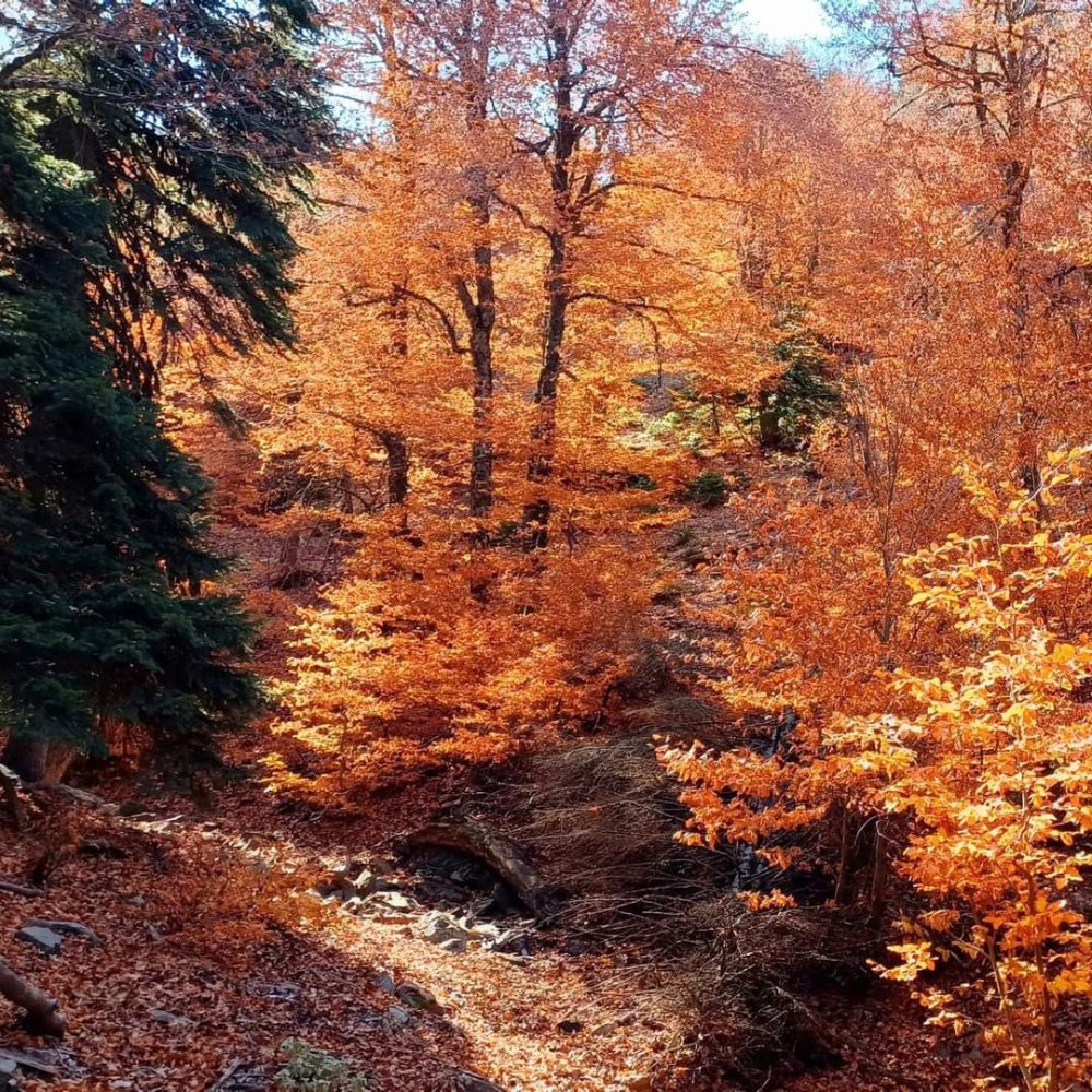 Amanos Dağları’nın sonbahar ahengi