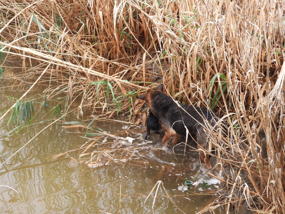 Hatay'da boruya sıkışan yavru köpekler kurtarıldı