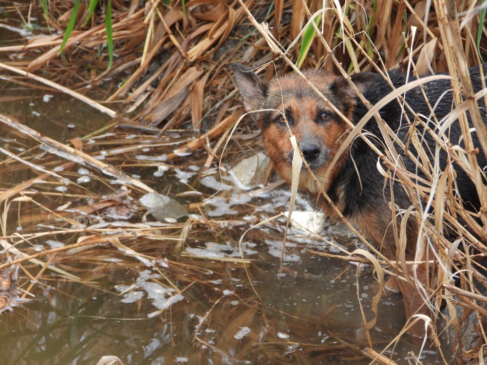 Hatay'da boruya sıkışan yavru köpekler kurtarıldı