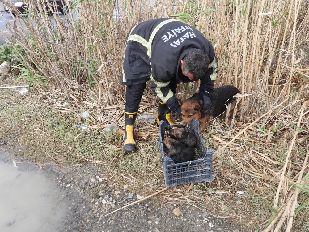 Hatay'da boruya sıkışan yavru köpekler kurtarıldı