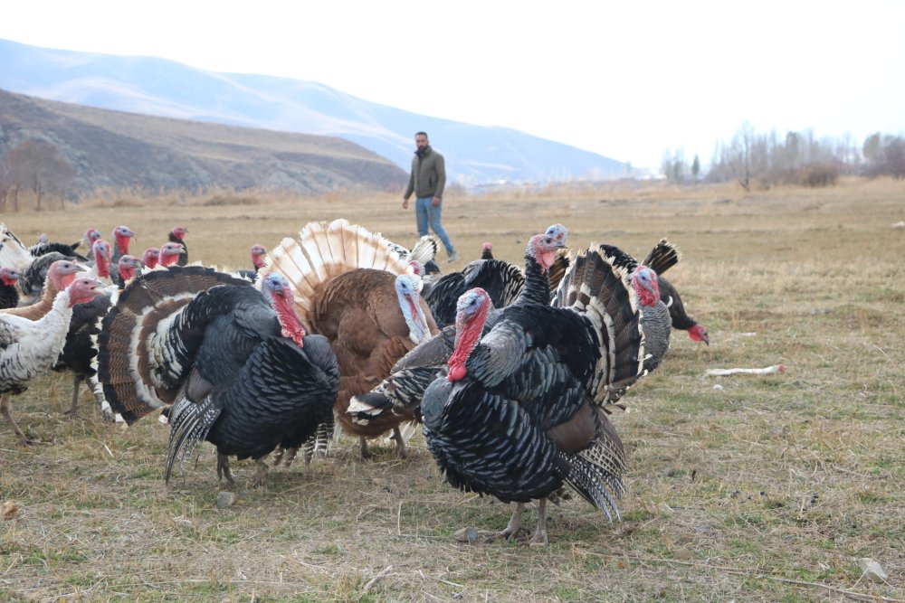 Hindi fiyatları dudak uçuklattı! Yılbaşı sofralarının vazgeçilmesi