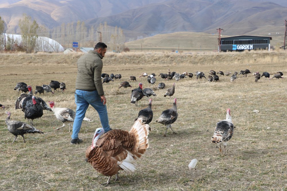 Hindi fiyatları dudak uçuklattı! Yılbaşı sofralarının vazgeçilmesi