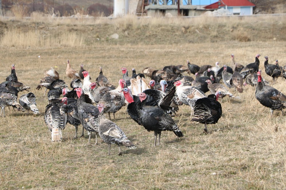 Hindi fiyatları dudak uçuklattı! Yılbaşı sofralarının vazgeçilmesi