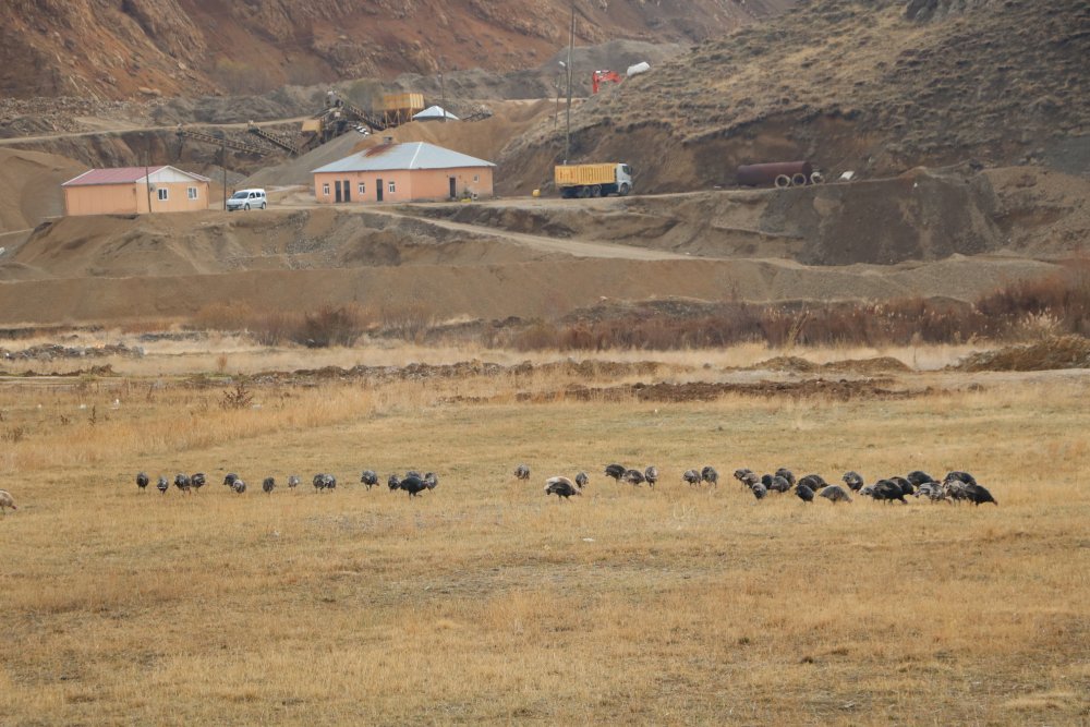 Hindi fiyatları dudak uçuklattı! Yılbaşı sofralarının vazgeçilmesi