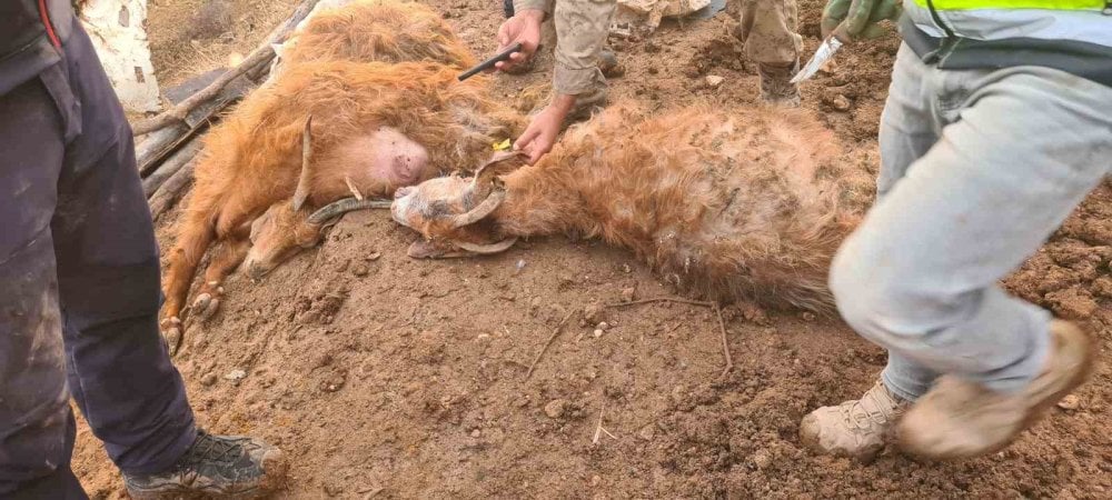 Siirt’te korkunç olay! Ahırın tavanı çöktü