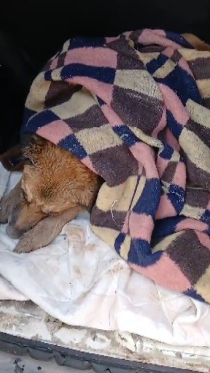 Çöp konteynerinde ölümü bekleyen köpeğe el uzattı