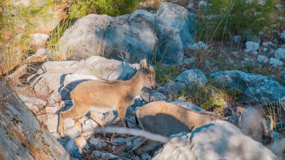 Nesli tükenme tehlikesindeki yaban keçileri kayalıklarda görüntülendi