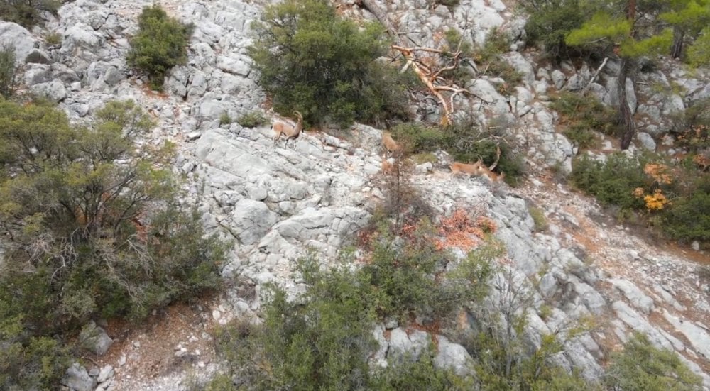 Nesli tükenme tehlikesindeki yaban keçileri kayalıklarda görüntülendi