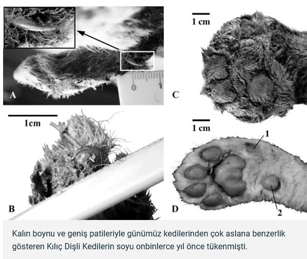 sibiryada-37-bin-yillik-kilic-disli-kedi-mumyasi-bulundu-genis-patileriyle-aslana-benziyor-yenicag-5.jpg