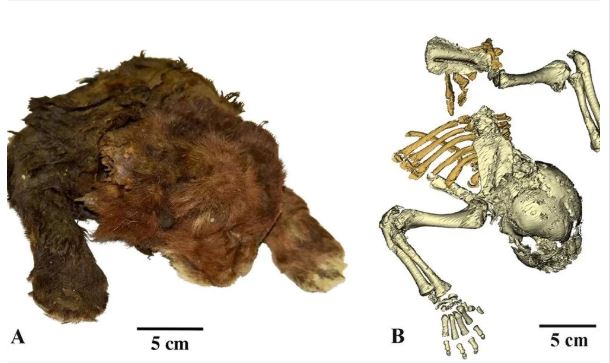 sibiryada-37-bin-yillik-kilic-disli-kedi-mumyasi-bulundu-genis-patileriyle-aslana-benziyor-yenicag-6.jpg
