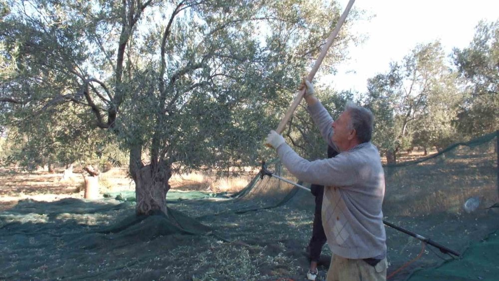 Balıkesir’de kuraklıktan büyüyemeyen zeytin hüsrana uğrattı