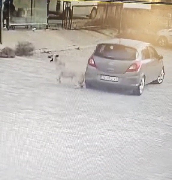 Göz göre göre otomobille yatan köpeğin üzerinden geçti