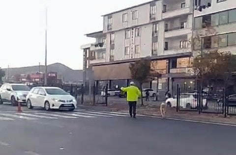 Polis, köpeğin karşıya geçmesi için trafiği durdurdu