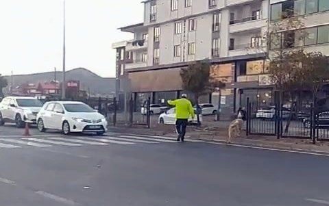 Polis, köpeğin karşıya geçmesi için trafiği durdurdu