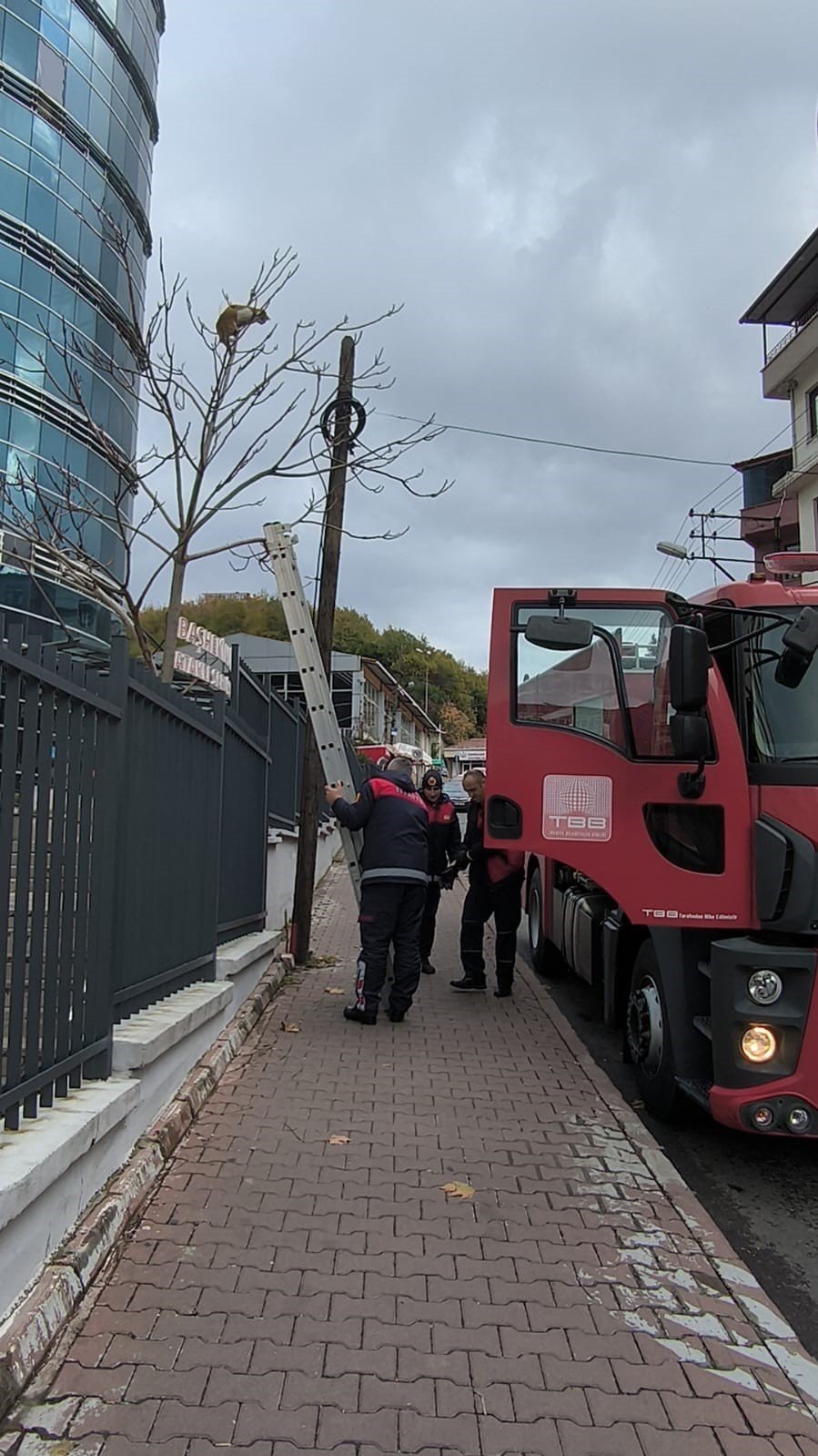 Ağaçta mahsur kalan kedinin yardımına itfaiye yetişti