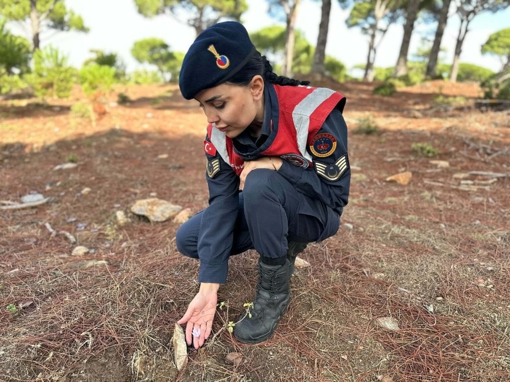 Sultan Çiğdemi'ni koparmanın cezası 387 bin lira! Yılda sadece 15 gün açıyor, jandarma koruyor