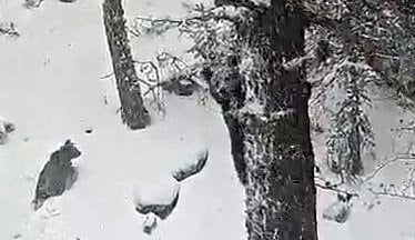 Kıbrıscık'ta kış uykusuna yatmayan boz ayı ve yavrusu kamerada