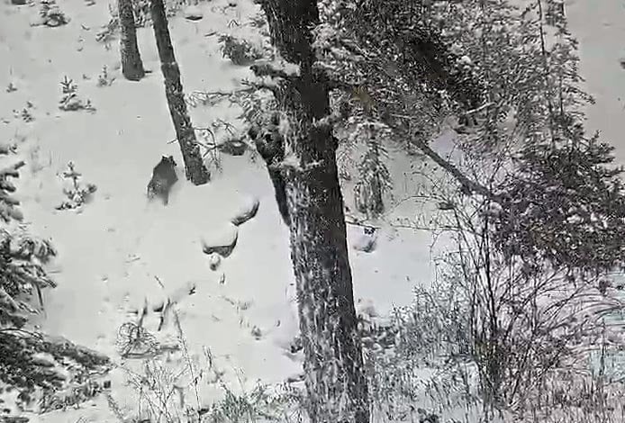 Kıbrıscık'ta kış uykusuna yatmayan boz ayı ve yavrusu kamerada