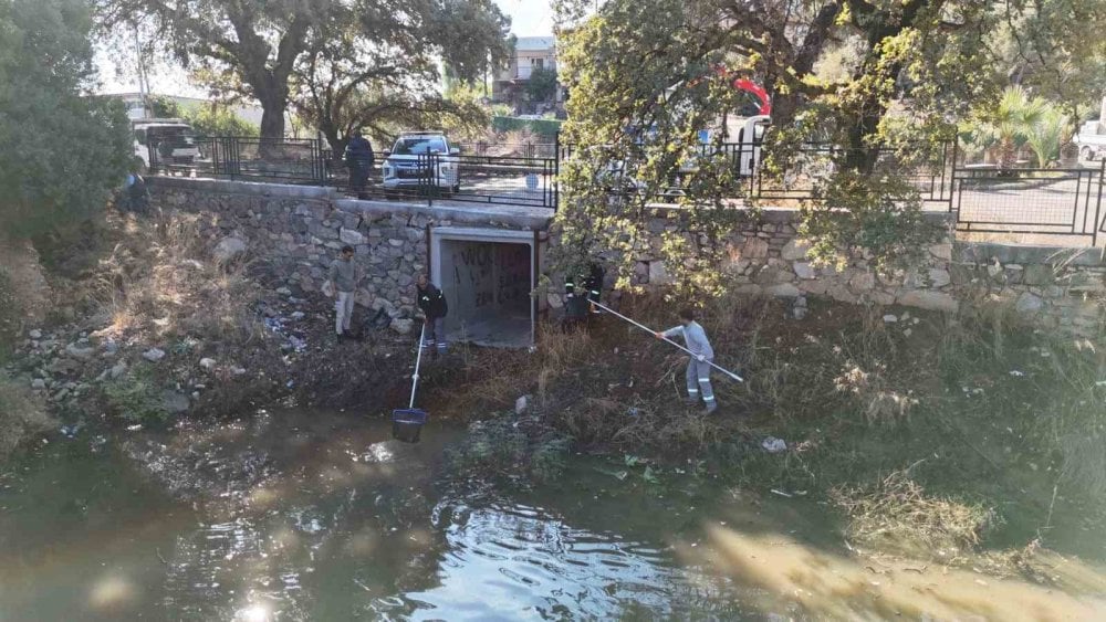 Tescilli Ağaç Topluluğu bölgesi için hummalı çalışma