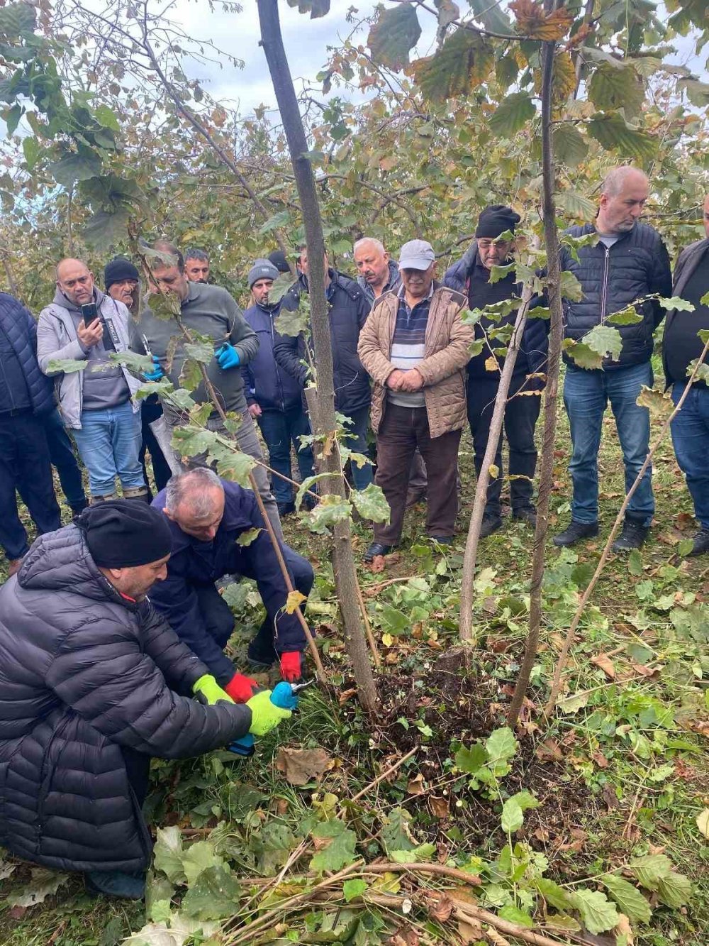 Giresun’da fındık verimini artıracak eğitim düzenlendi