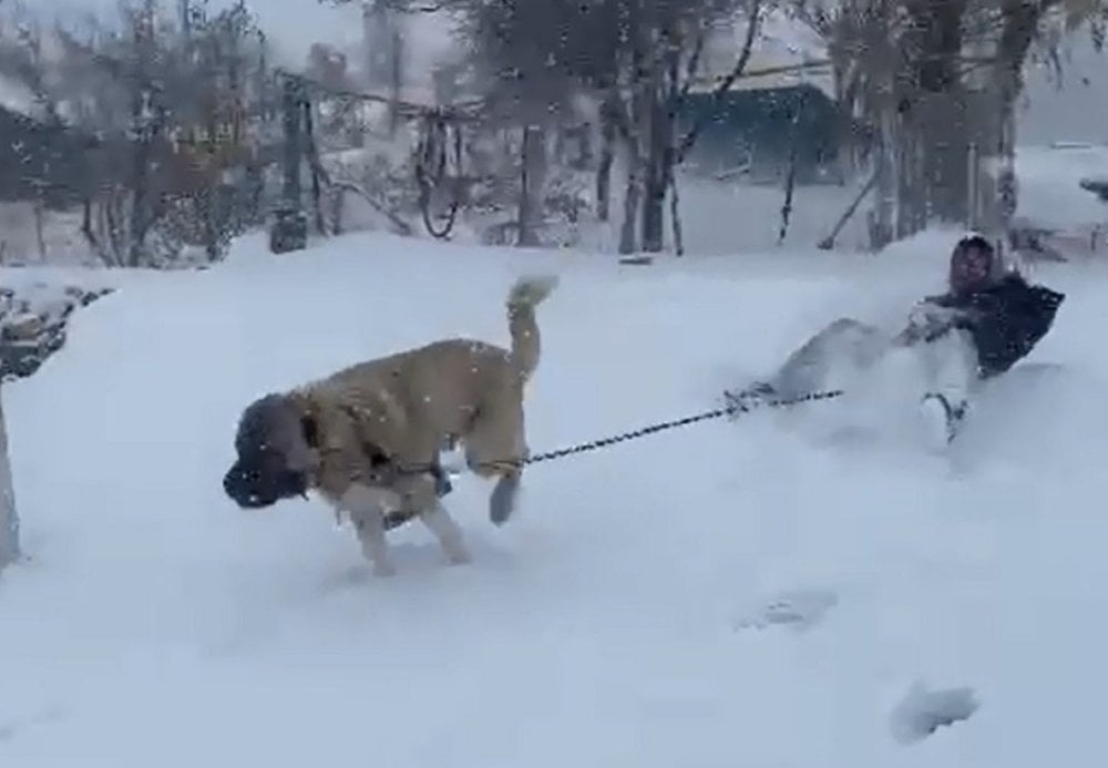 Kangal köpeğiyle kayak yaptı