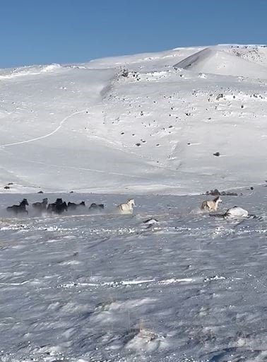 Sürü halindeki yılkı atları göz kamaştırdı