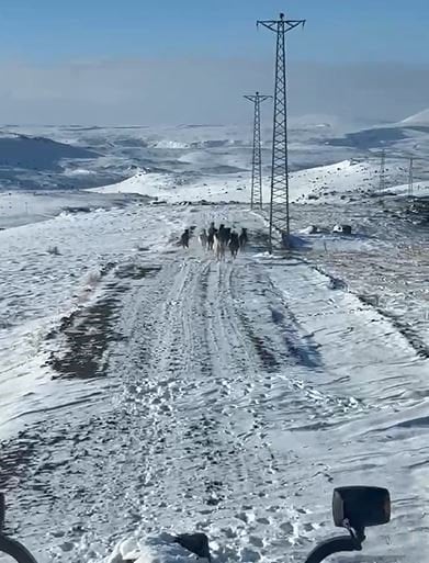 Sürü halindeki yılkı atları göz kamaştırdı