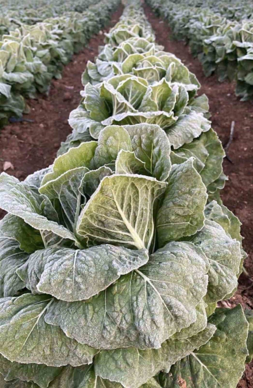 Adana’da tarımı don vurdu! Ürünler zarar gördü