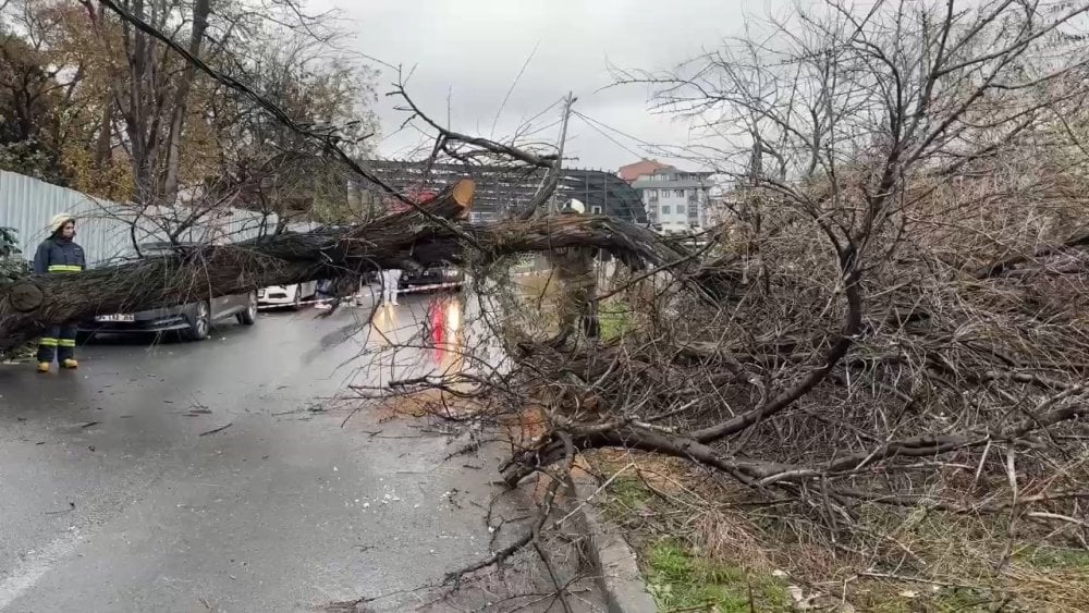 Avcılar’da devrilen iğde ağacı elektrik ve telefon hatlarına zarar verdi