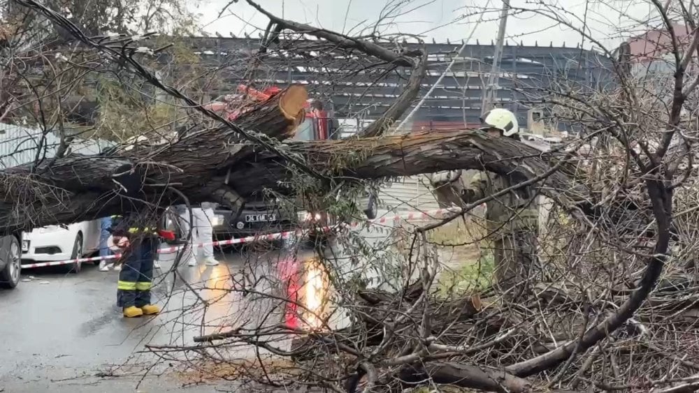 Avcılar’da devrilen iğde ağacı elektrik ve telefon hatlarına zarar verdi