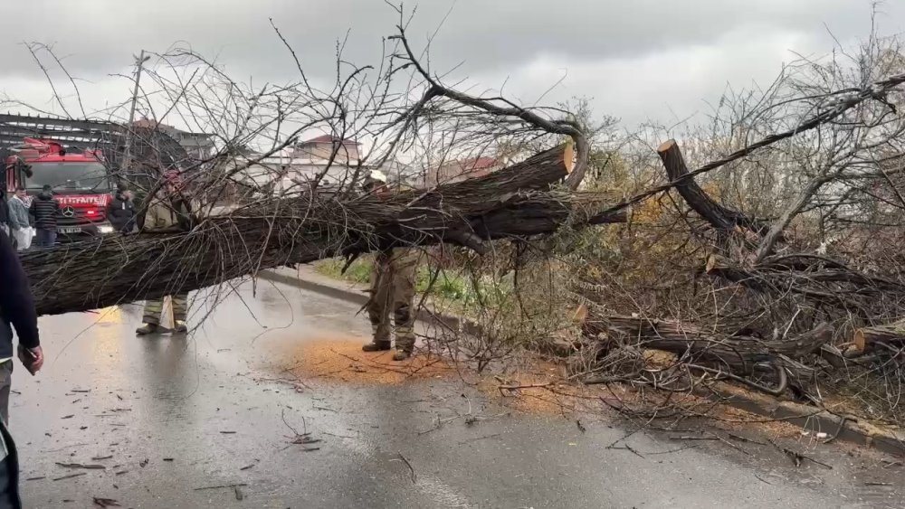 Avcılar’da devrilen iğde ağacı elektrik ve telefon hatlarına zarar verdi