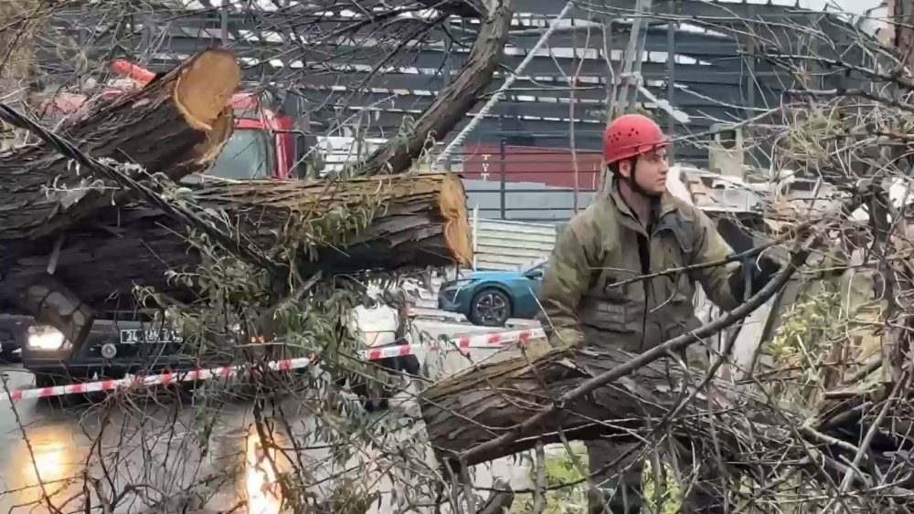 Avcılar’da devrilen iğde ağacı elektrik ve telefon hatlarına zarar verdi