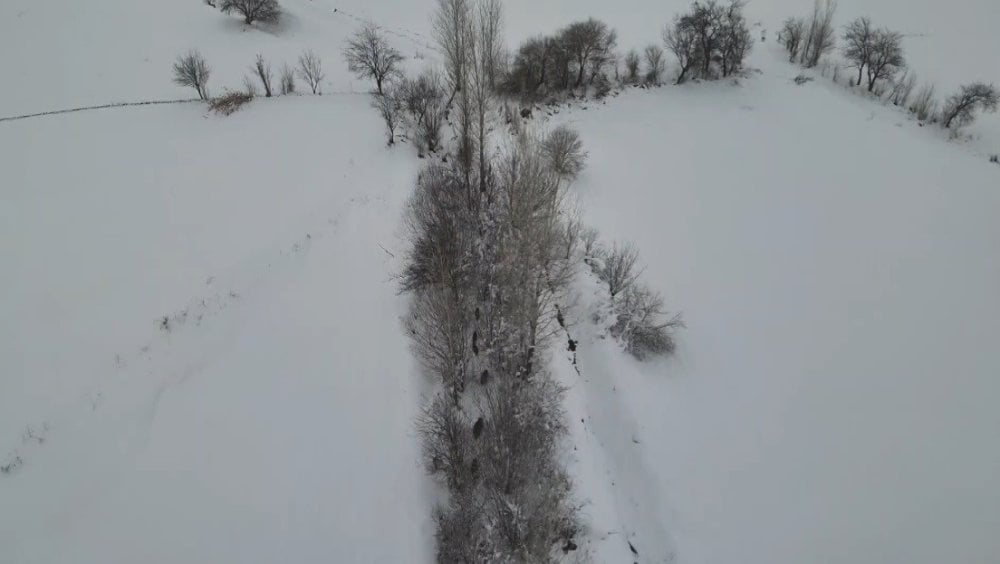 Erzincan'da droneli çoban koyun sürüsünü otlatırken domuz sürüsünü görüntüledi